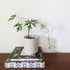 Cissus tuberosa (syn. tiliacea) ADVANCED 10cm pot